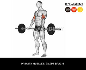 Barbell Biceps Curl - IFPE Academy