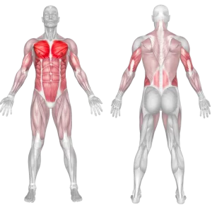 push-ups-muscles-worked-ifpe